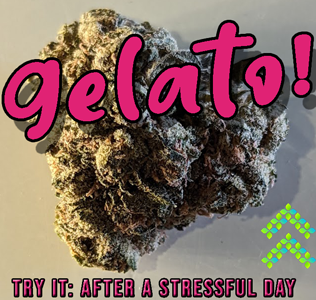gelato strain review
