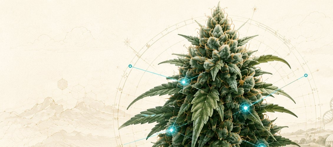 Botanical illustration of a cannabis cola — an illustration, not a photograph of this strain