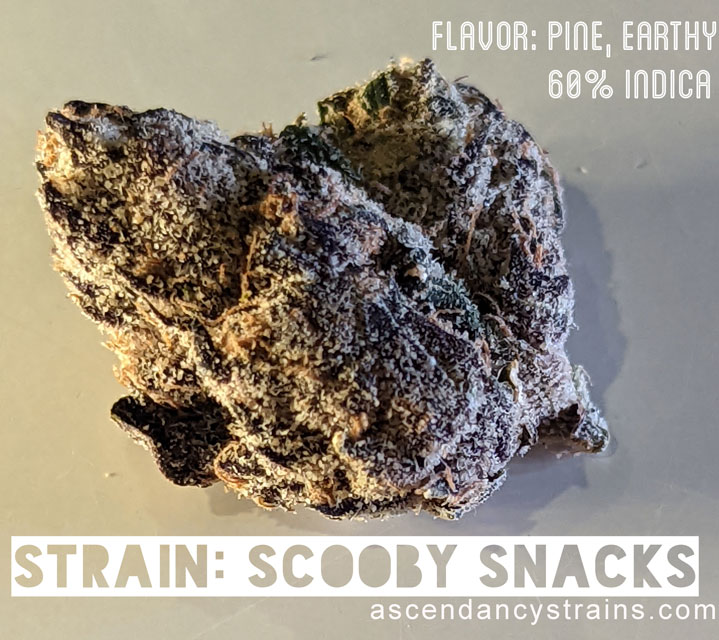 Scooby Snacks cannabis strain review