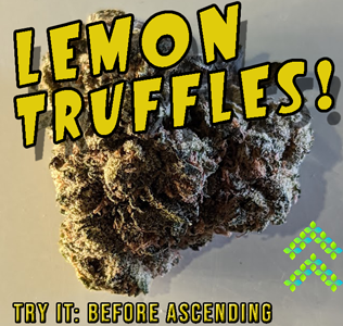 lemon truffles strain review