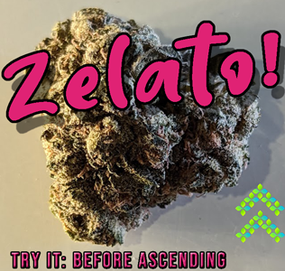 zelato strain review try it before ascending